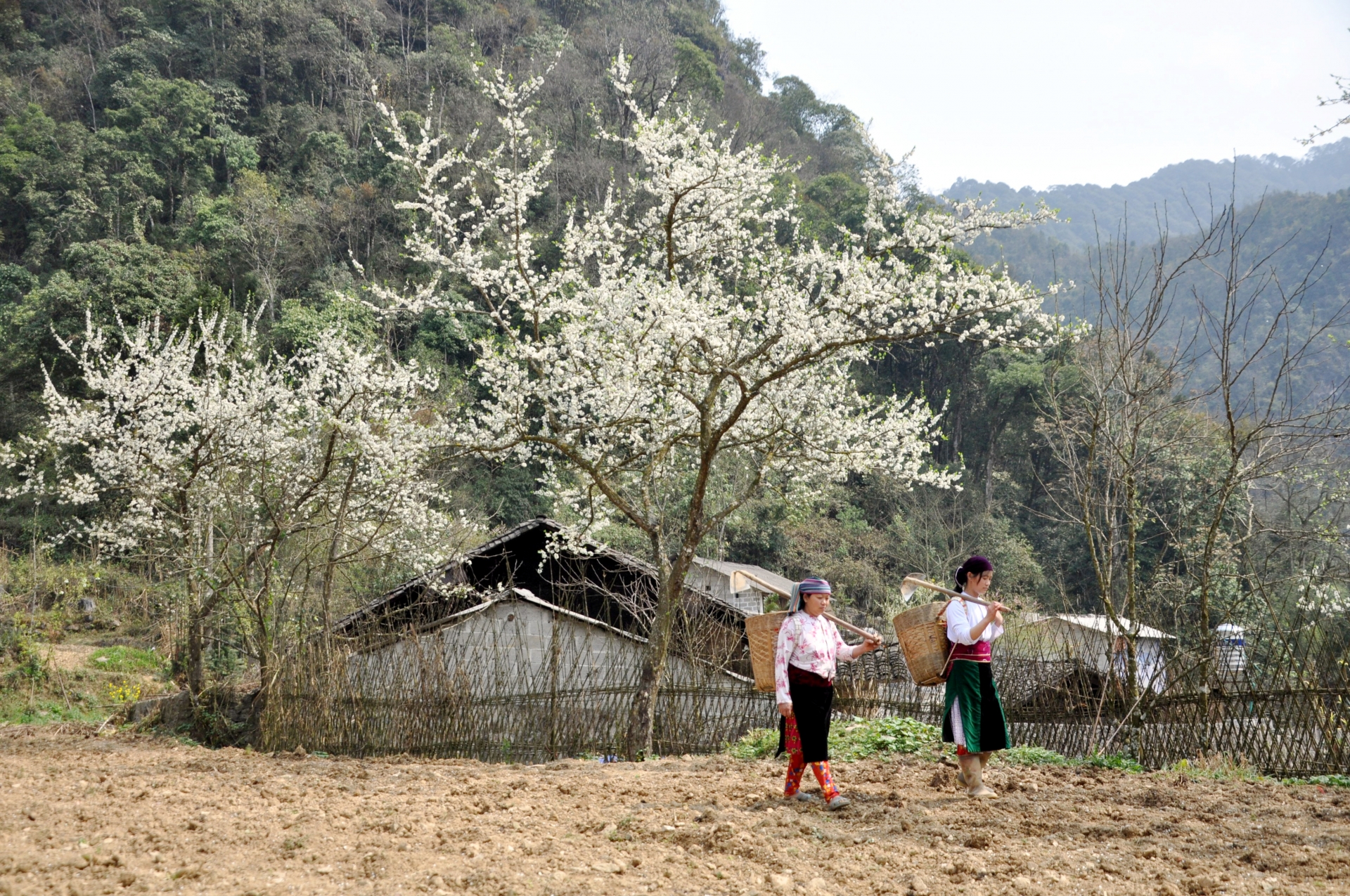 Về Hà Giang giữa mùa xuân hoa nở