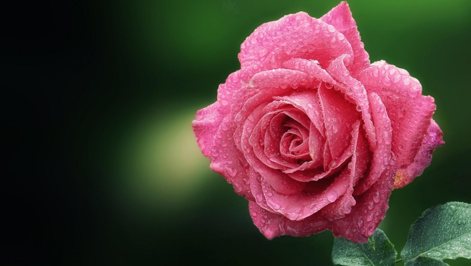 Tử vi ngày 29/6/2023 của 12 cung hoàng đạo: Cự Giải kiểm soát cảm xúc, Xử Nữ khiêm tốn