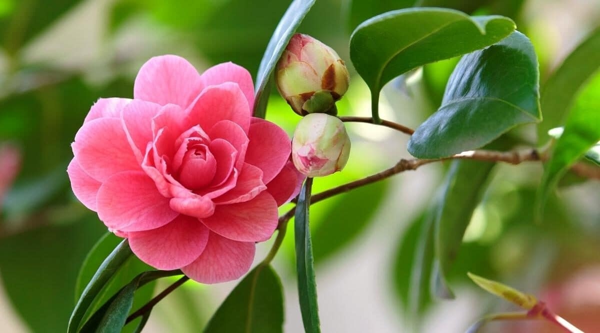 Tử vi tuần mới 20/2   26/2/2023: Tuổi Sửu quý nhân dìu dắt, tuổi Mão thành quả ngọt ngào