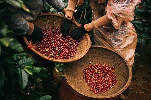 Tin tức kinh tế ngày 18/2: Trung Quốc giảm nhập khẩu cà phê từ Việt Nam