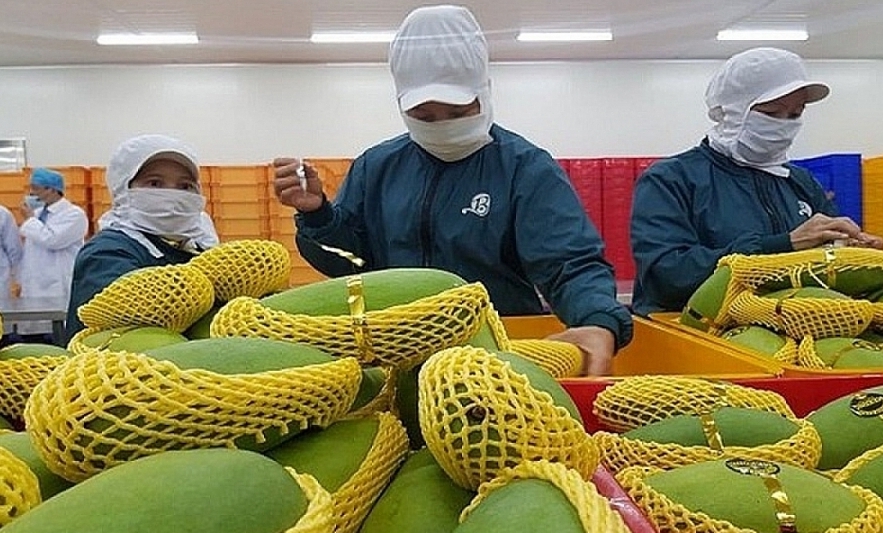 Tin tức kinh tế ngày 19/2: Xuất khẩu rau quả chế biến tăng trưởng khả quan