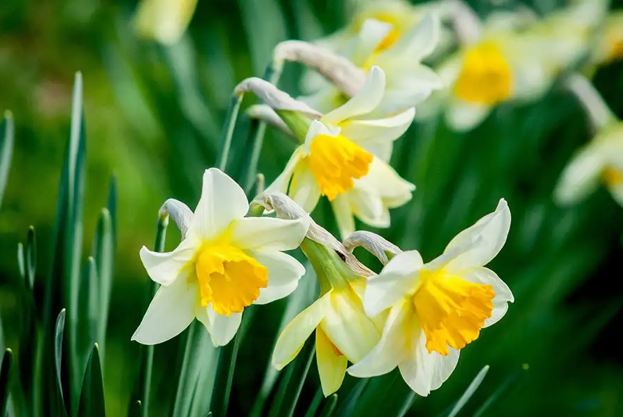 Tử vi ngày 6/4/2023 của 12 cung hoàng đạo: Cự Giải buồn chuyện tình cảm, Ma Kết có trách nhiệm