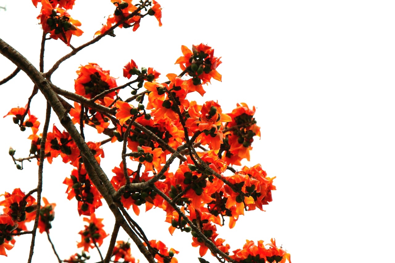 Sắc thắm Pơ lang