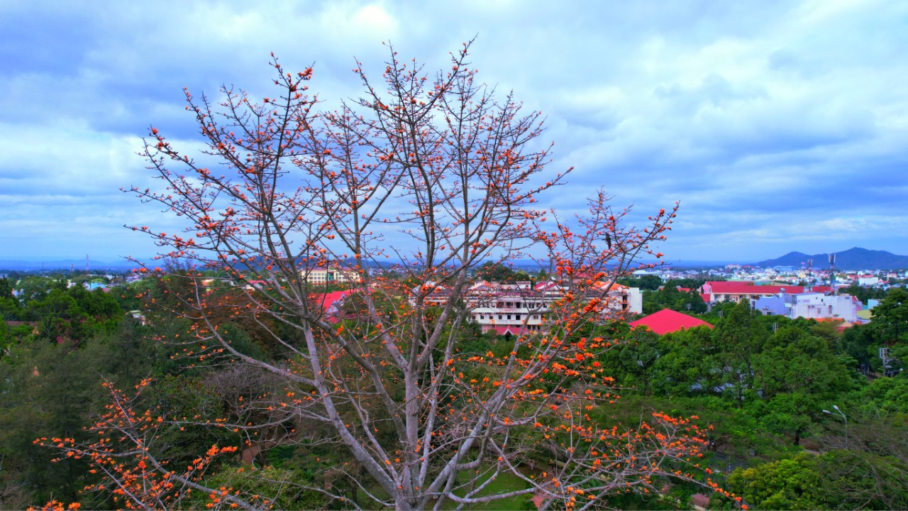 Sắc thắm Pơ lang