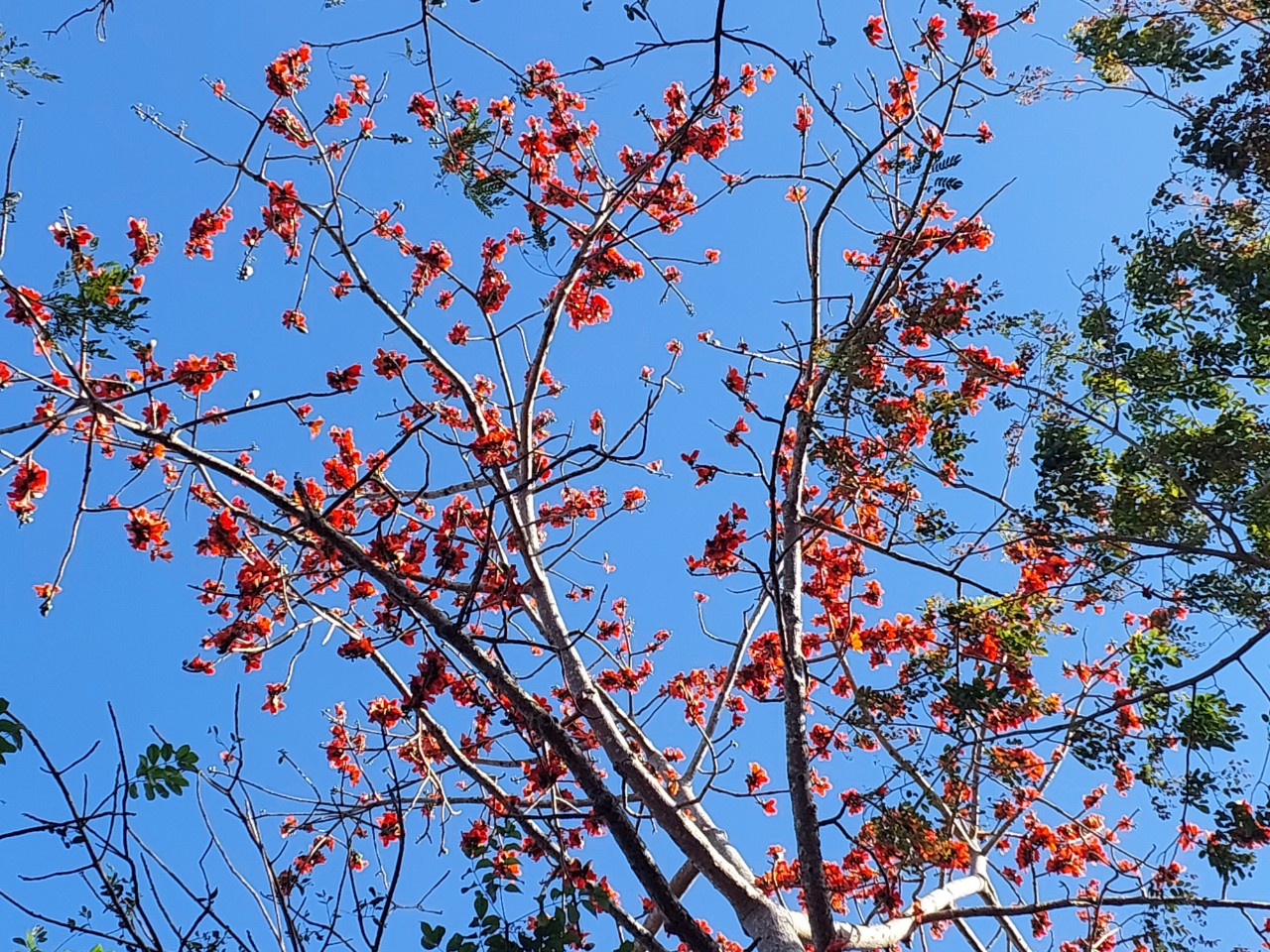 Sắc thắm Pơ lang