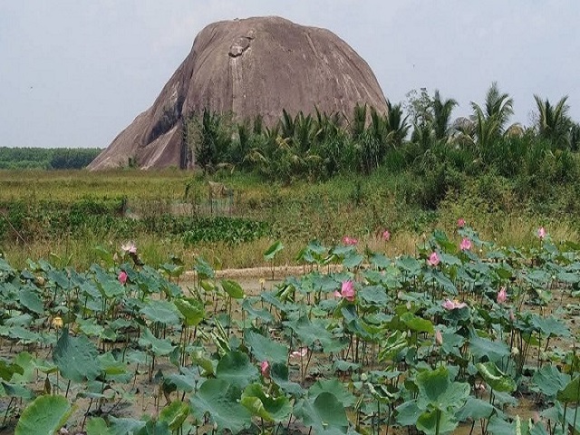 Dạo chơi Đồng Nai mùa lúa xanh rực nắng