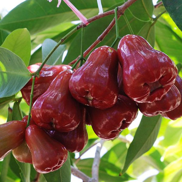 Đặc sản trái cây nức tiếng – Mận An Phước