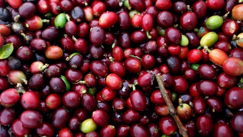 Ảnh minh hoạ.https://kinhtexaydung.petrotimes.vnng Dollar dự báo giảm trong tuần mới