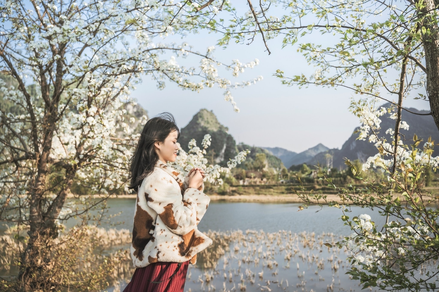 Mùa hoa Bảo Lạc Mùa hoa Bảo Lạc
