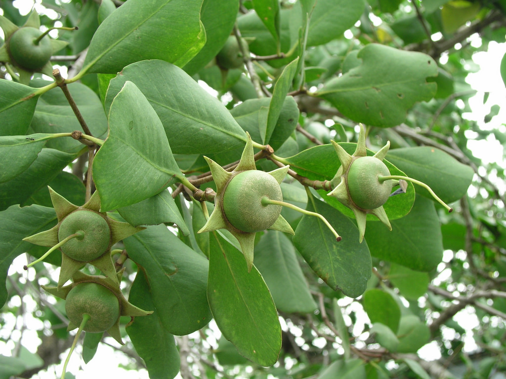 Lẩu chua bần cá bông lau