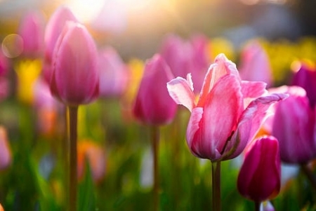 Tử vi ngày 14/4/2023: Tuổi Dần tiền bạc rủng rỉnh, tuổi Mùi cơ hội tỏa sáng