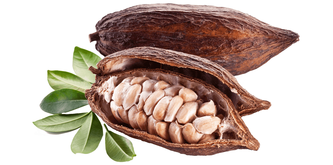 Độc đáo khám phá vườn cacao Trọng Đức