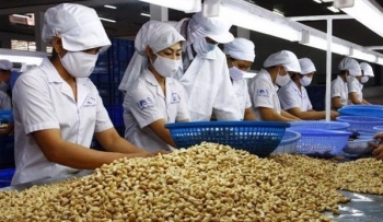 Tin tức kinh tế ngày 14/3: Nhập khẩu hạt điều tăng vọt