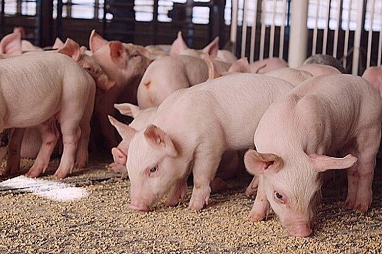 Giá heo hơi hôm nay 15/3: Không thay đổi ở ba miền