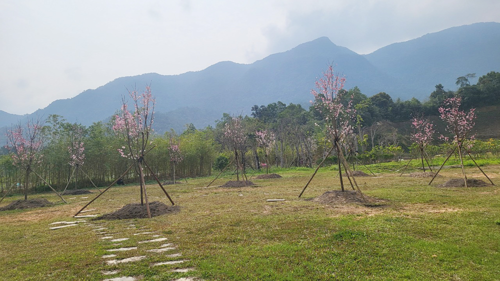 Hoa Anh đào Nhật Bản nở rộ tại Tây Yên Tử (Bắc Giang)