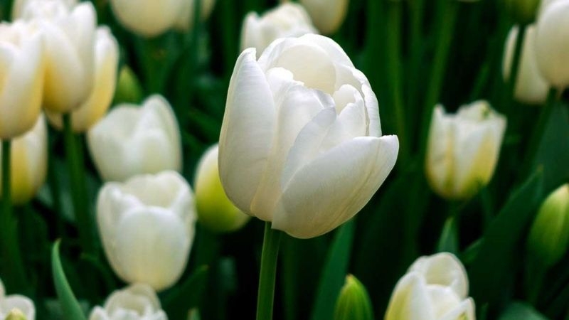 Tử vi ngày 18/3/2023 của 12 cung hoàng đạo: Kim Ngưu nhiệt tình, Thiên Bình ủ rũ