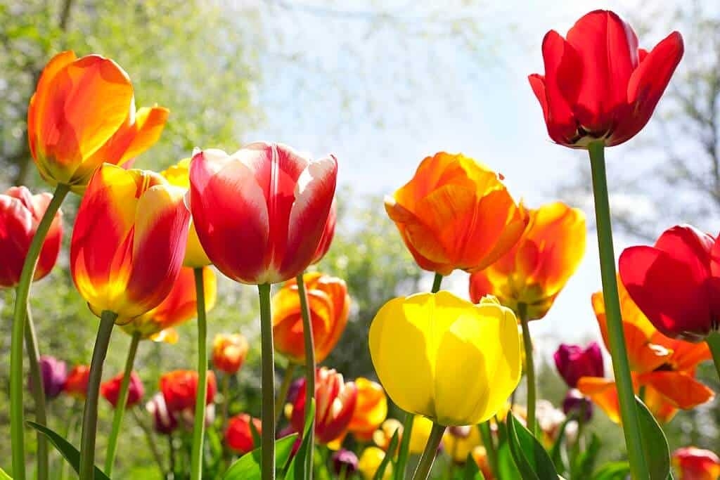 Tử vi ngày 18/3/2023 của 12 cung hoàng đạo: Kim Ngưu nhiệt tình, Thiên Bình ủ rũ