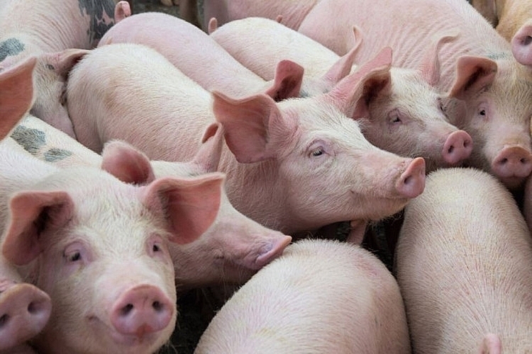 Giá heo hơi hôm nay 18/3: Tăng cao nhất 3.000 đồng/kg