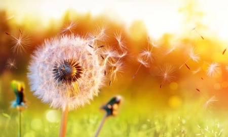 Tử vi ngày 20/4/2023: Tuổi Thìn có lối đi riêng, tuổi Hợi dễ bị lợi dụng