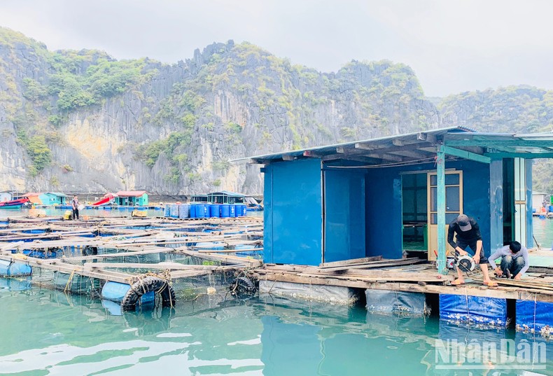 Hạ thủy cụm lồng bè nuôi trồng thủy sản kiểu mới đầu tiên trên biển Cát Bà ảnh 3