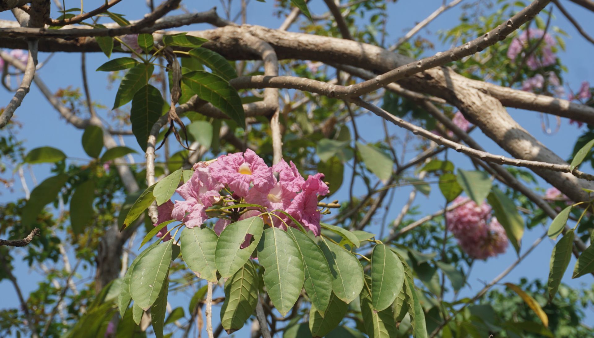 Xinh đẹp sắc kèn hồng