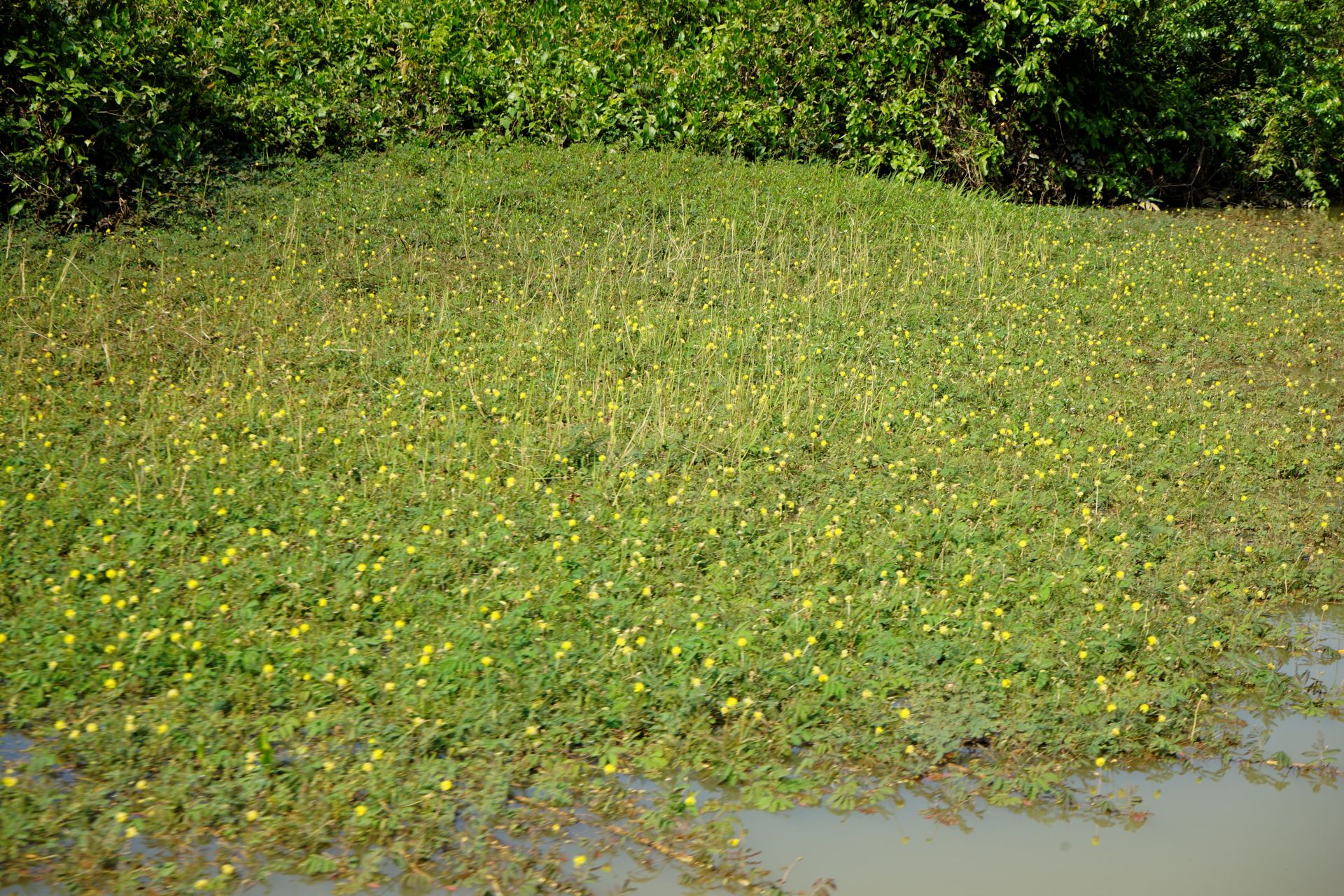 Nét đẹp hoang sơ thượng nguồn sông Vàm Cỏ Đông Nét đẹp hoang sơ thượng nguồn sông Vàm Cỏ Đông