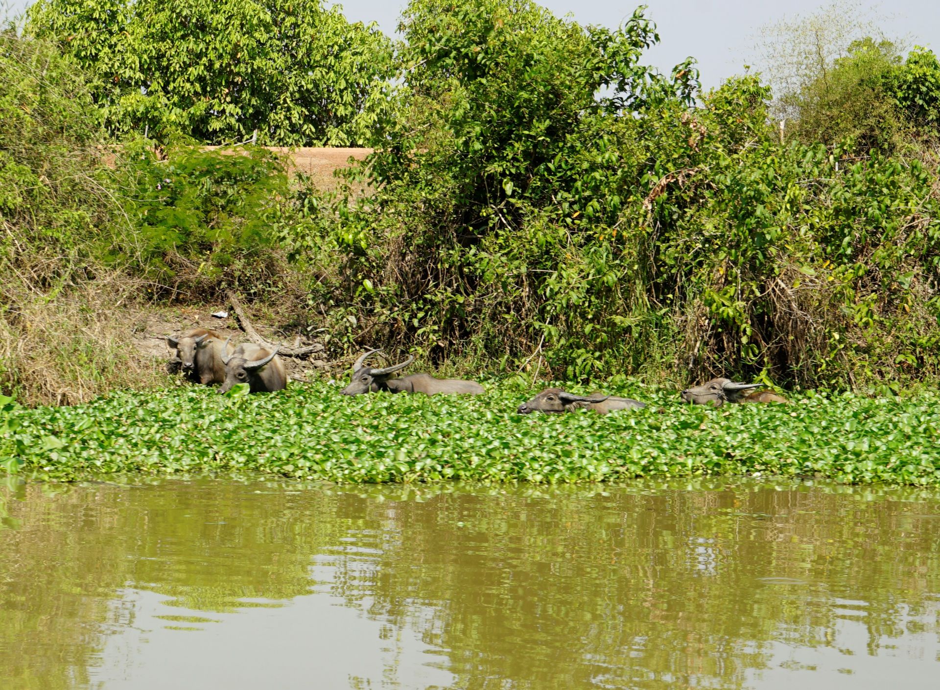 Nét đẹp hoang sơ thượng nguồn sông Vàm Cỏ Đông Nét đẹp hoang sơ thượng nguồn sông Vàm Cỏ Đông