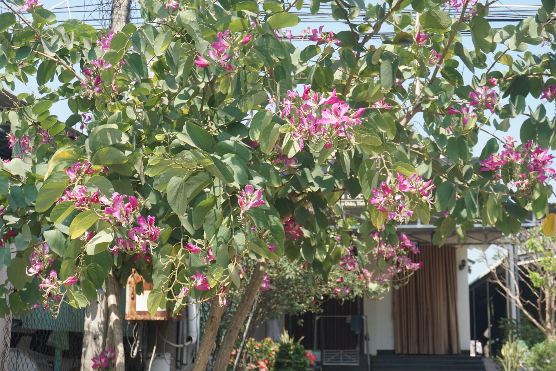 Tháng 3, mùa hoa thắp lửa