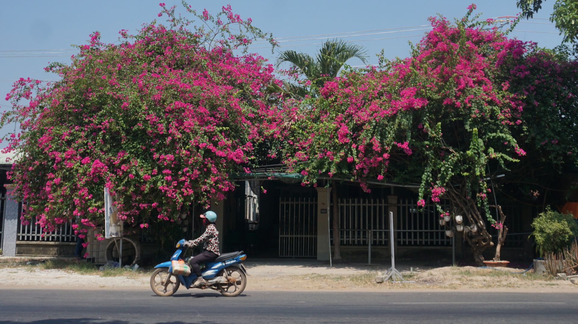 Tháng 3, mùa hoa thắp lửa