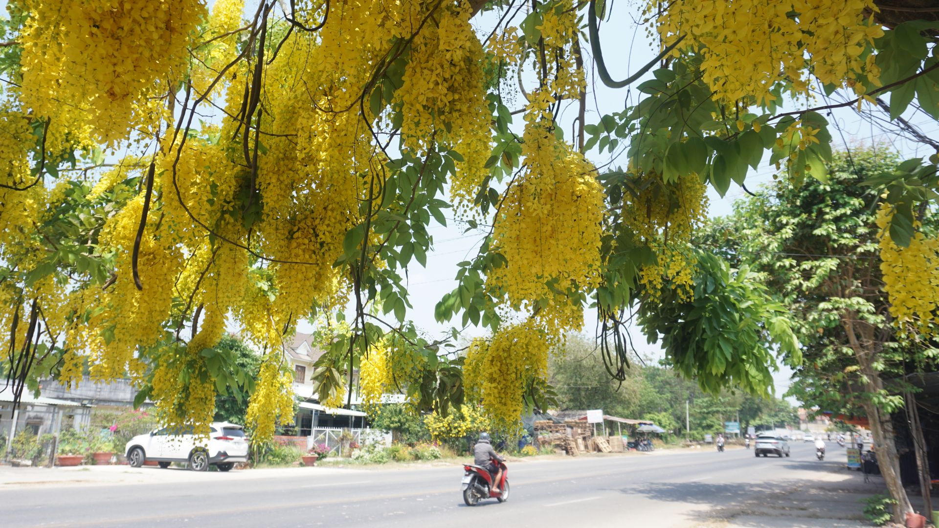 Tháng 3, mùa hoa thắp lửa