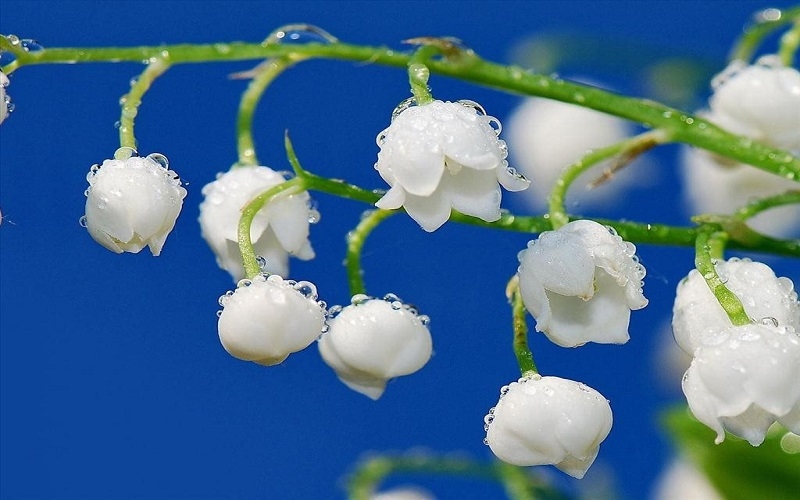 Tử vi ngày 21/3/2023 của 12 cung hoàng đạo: Song Tử cô đơn, Bảo Bình mạnh mẽ