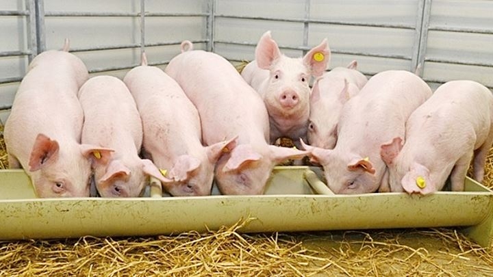 Giá heo hơi hôm nay 20/3: Không ghi nhận biến động