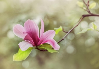 Tử vi ngày 23/3/2023: Tuổi Sửu tiểu nhân ngáng chân, tuổi Dần tận hưởng thành quả