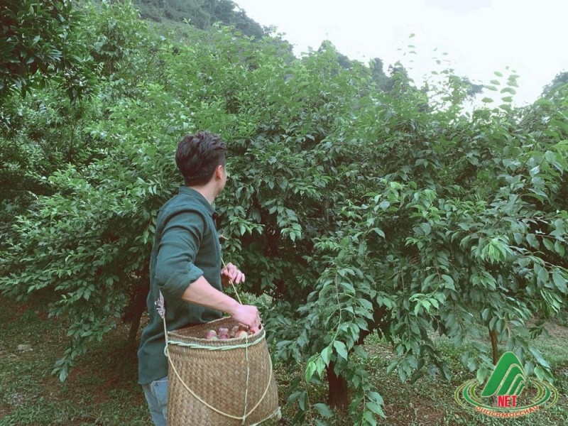 Những trải nghiệm thú vị nhất khi du lịch Mộc Châu tháng 3