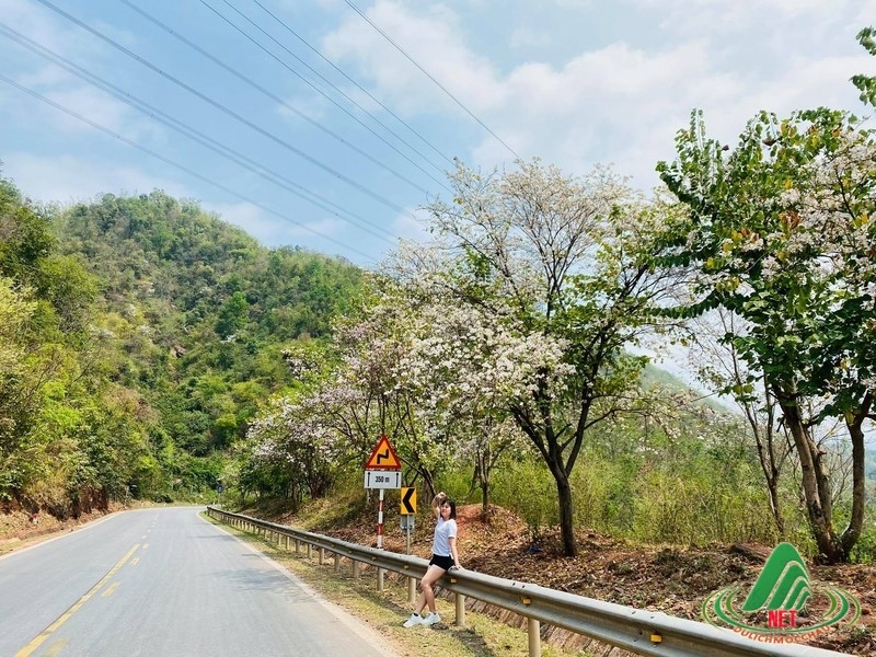 Những trải nghiệm thú vị nhất khi du lịch Mộc Châu tháng 3
