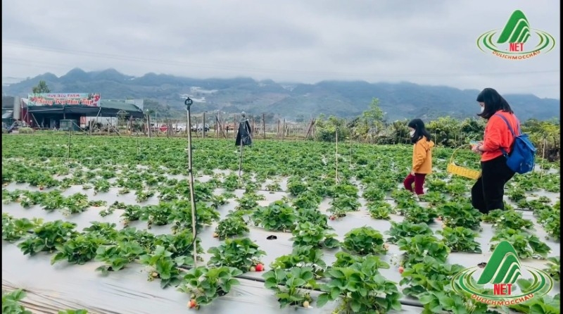 Những trải nghiệm thú vị nhất khi du lịch Mộc Châu tháng 3