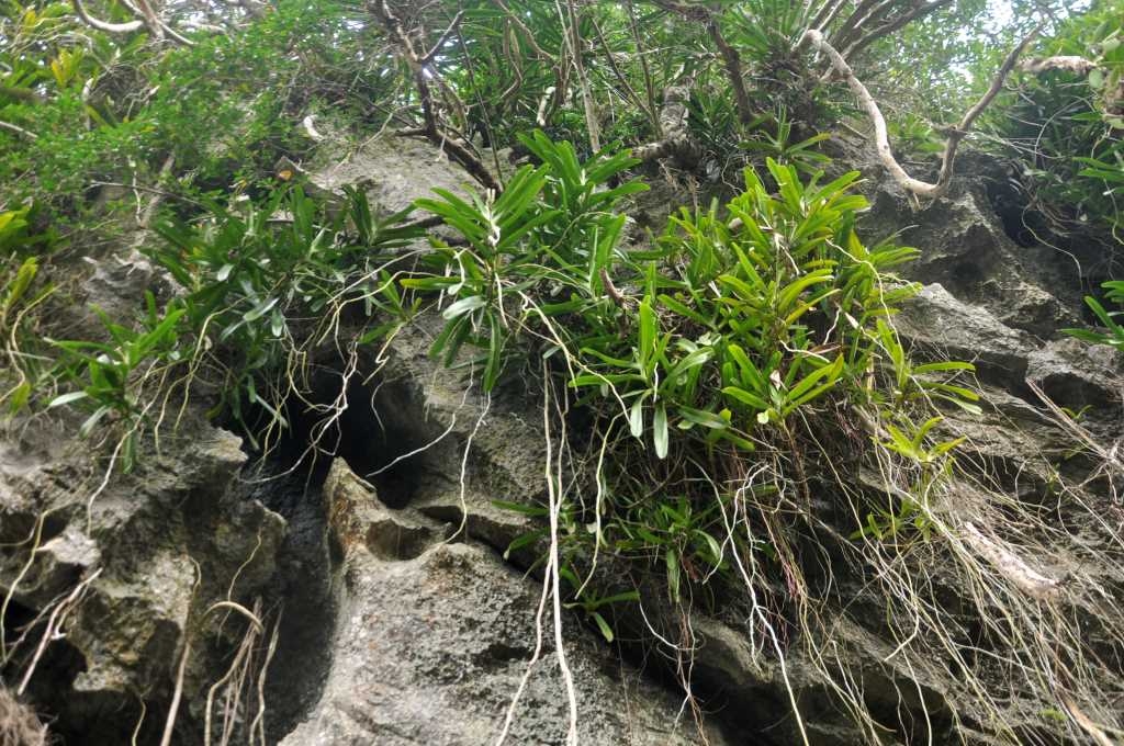 Cái Lim “nàng công chúa đang ngủ say” Cái Lim “nàng công chúa đang ngủ say”