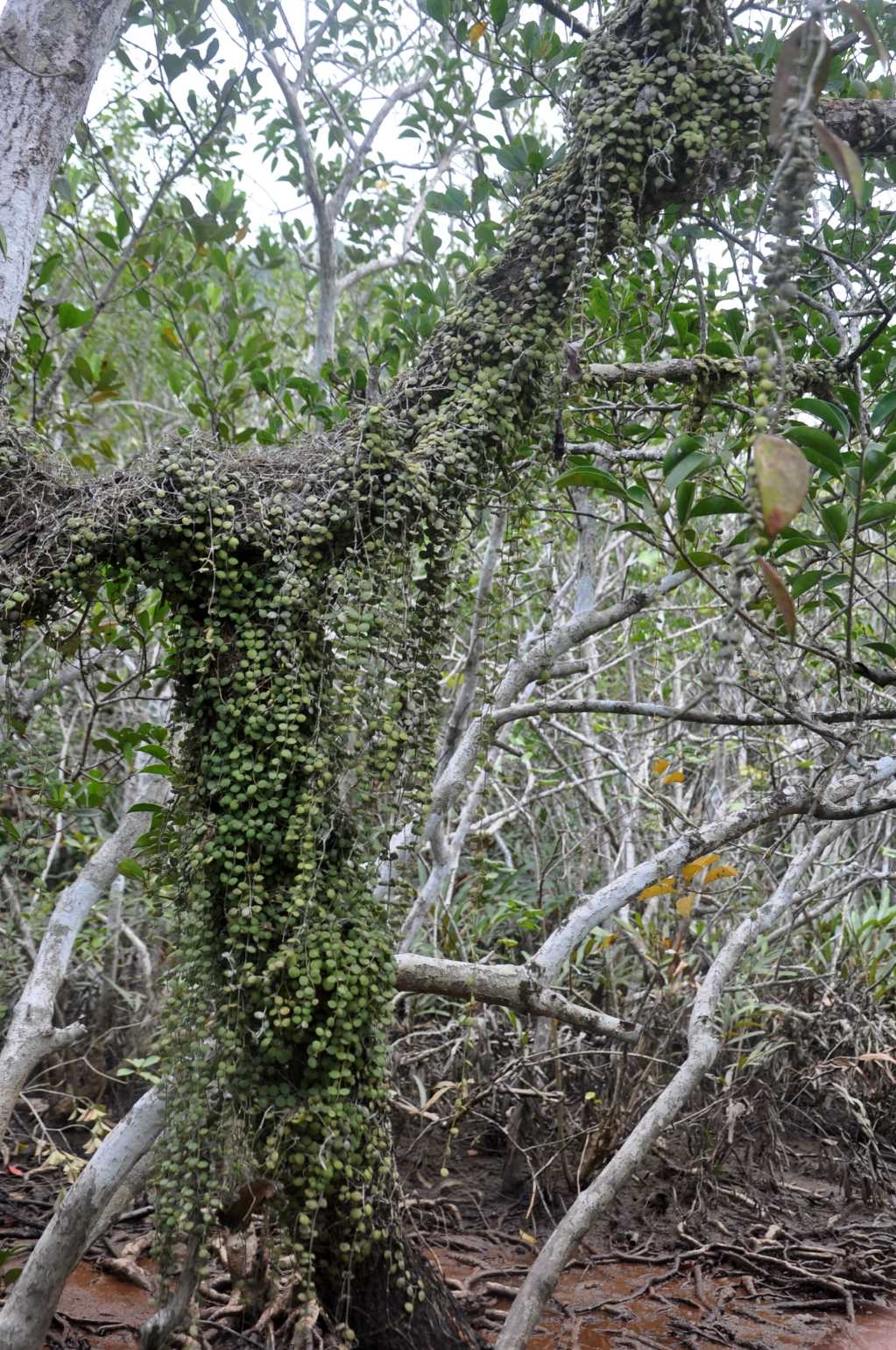 Cái Lim “nàng công chúa đang ngủ say” Cái Lim “nàng công chúa đang ngủ say”