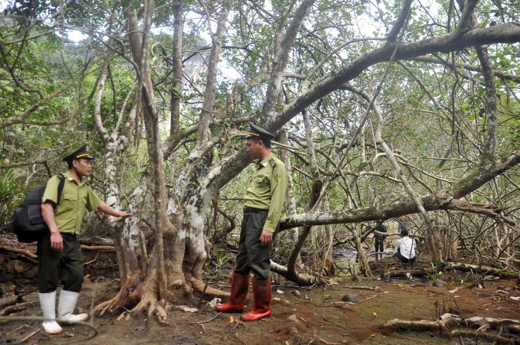 Cái Lim “nàng công chúa đang ngủ say” Cái Lim “nàng công chúa đang ngủ say”