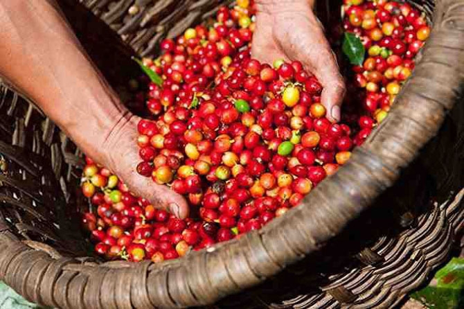 Giá cà phê hôm nay 31/3: Tăng mạnh 1.000 đồng/kg