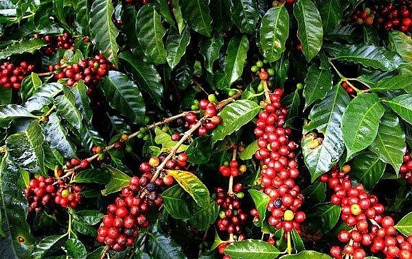 Giá cà phê hôm nay 2/4: Giảm nhẹ thêm 100 đồng/kg