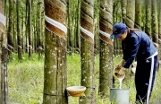 Tin tức kinh tế ngày 5/4: Xuất khẩu cao su giảm cả về lượng và giá trị