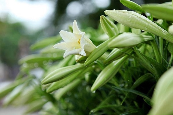 Thời tiết ngày 6/4/2023: Không khí lạnh tăng cường xuống miền Bắc