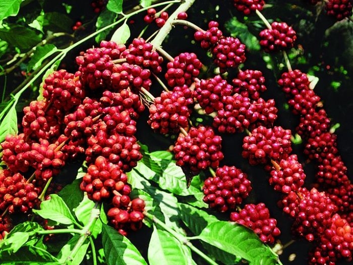 Giá cà phê hôm nay 8/4: Quay đầu giảm