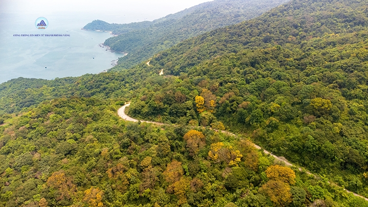 Sơn Trà mùa hoa vàng