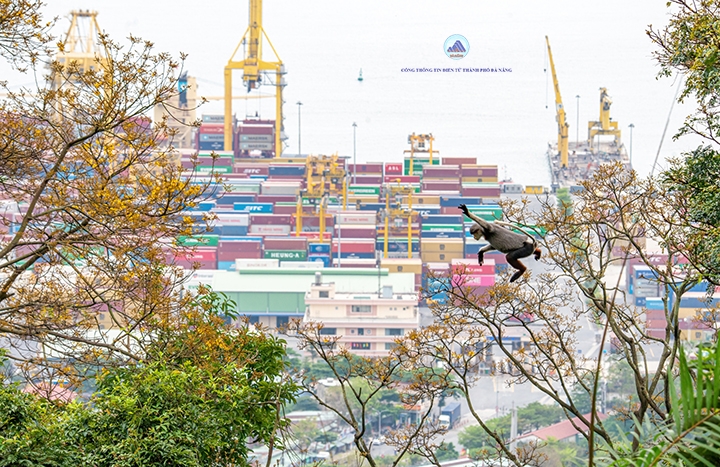 Sơn Trà mùa hoa vàng