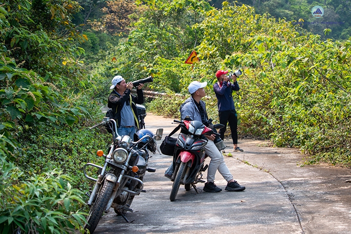 Sơn Trà mùa hoa vàng
