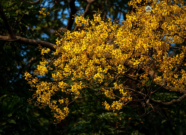 Sơn Trà mùa hoa vàng