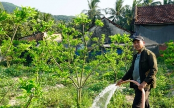Nông dân bỏ túi hàng trăm triệu đồng mỗi năm nhờ loại quả nhiều mắt