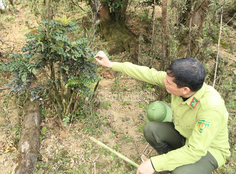 Sắc hoa trên đỉnh Ky Quan San